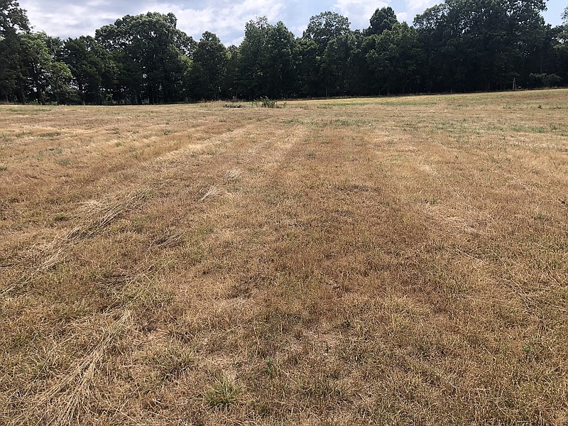 Desiccated pasture is shown near Lynn in Lawrence County on July 13. Drought has affected pasture and forage growth in many counties. (Special to The Commercial/Bryce Baldridge/University of Arkansas System Division of Agriculture)
