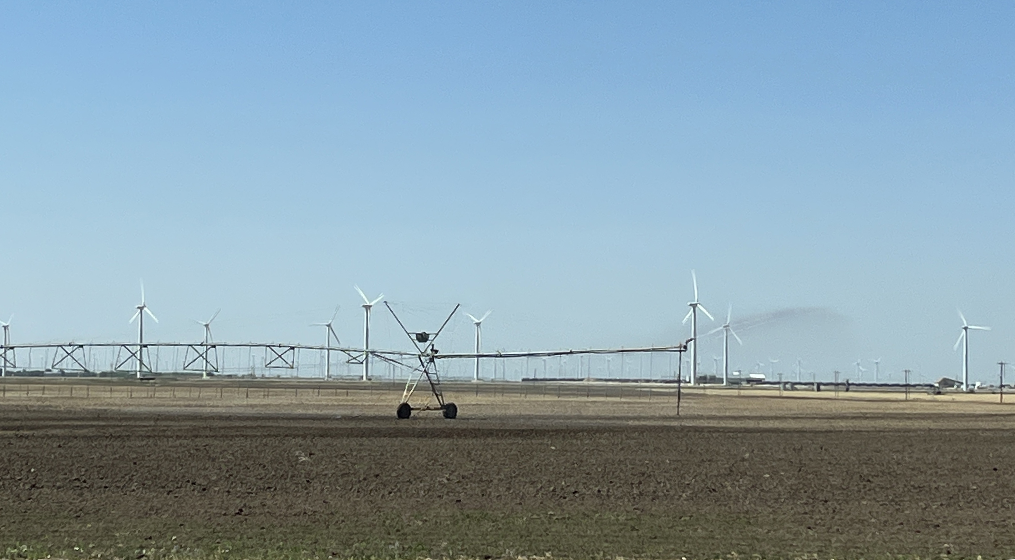 Cotton crop withering in drought
