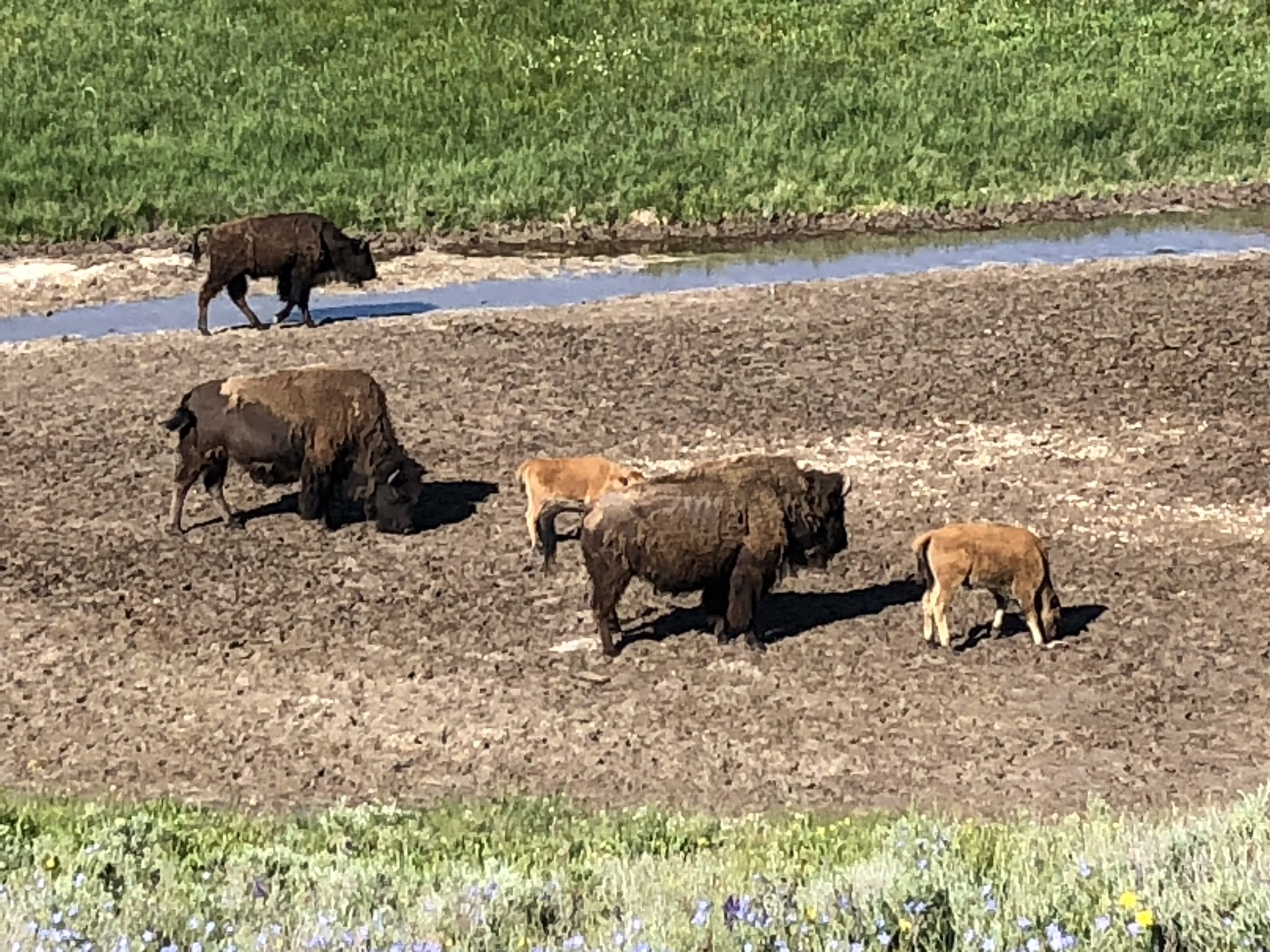 Alive and kicking: Despite flooding, Yellowstone National Park still thrives - Vimarsana News