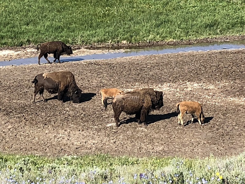 Several bison with calves graze along a water source in Hayden Valley on the east side of the lower loop in Yellowstone National Park. (Special to the Democrat-Gazette/Jeff Thatcher)