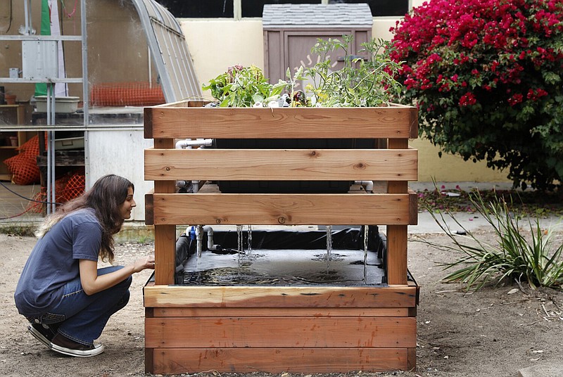Jordan Karambelas, 17, a junior at Mira Costa High School in Manhattan Beach, created a raised redwood vegetable bed that is watered by an attached fish pond underneath with the help of Mike Garcia, a landscape contractor who took out his lawn 15 years ago and installed a waterfall/water recycling system in his front and back yards to recycle rainwater. (TNS/Los Angeles Times/Christina House)