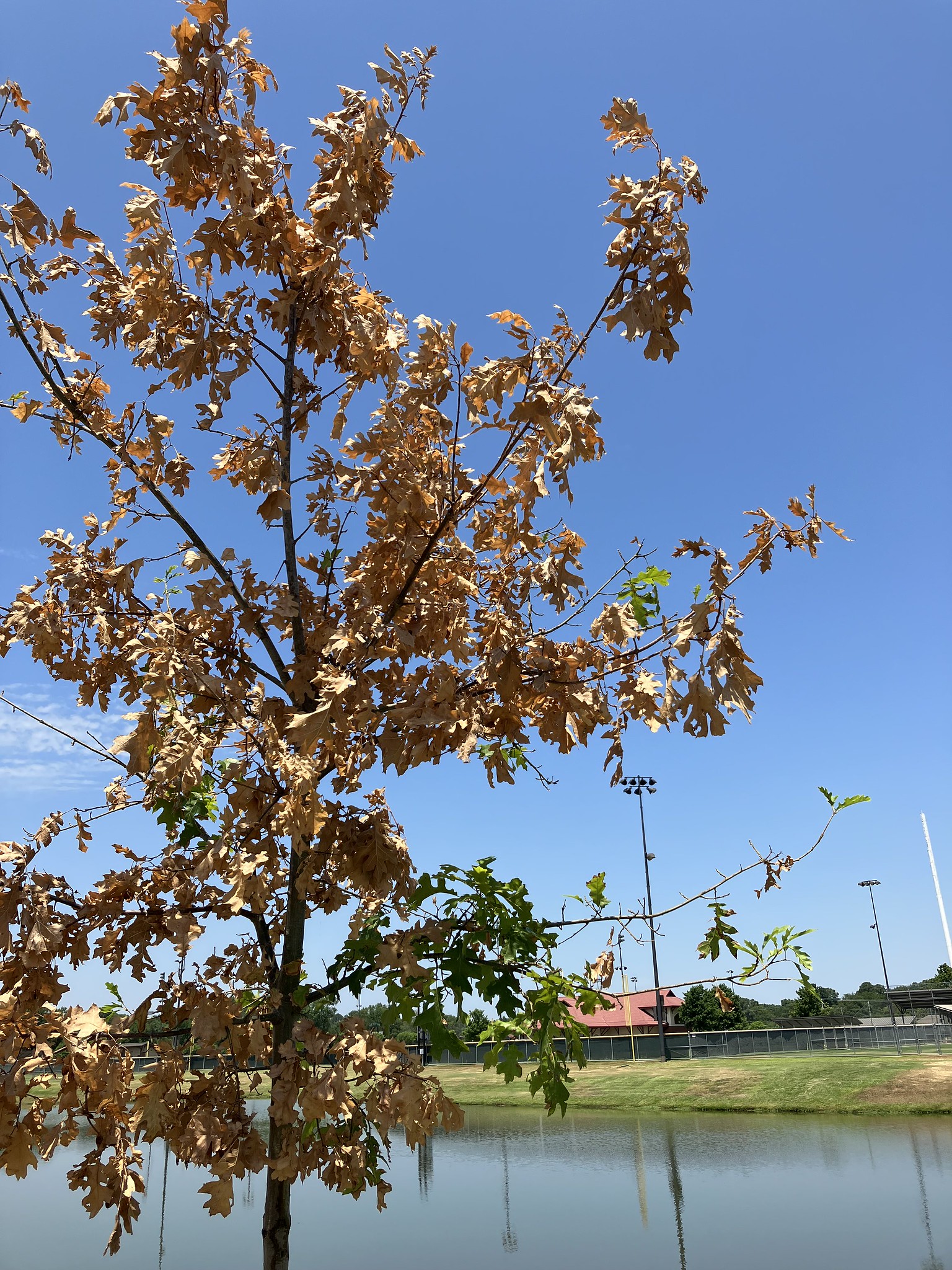 Trees in midst of drought need aid