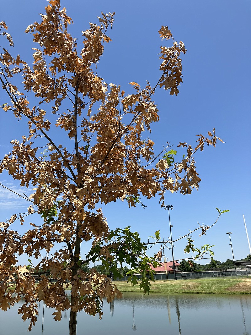 A young tree in Faulkner County shows signs of drought distress. (Special to The Commercial/Krista Quinn/University of Arkansas System Division of Agriculture)