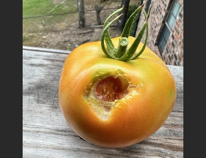 The size and depth of the damage suggest a bird or squirrel snacked on this tomato, but more likely a bird. 
(Special to the Democrat-Gazette)