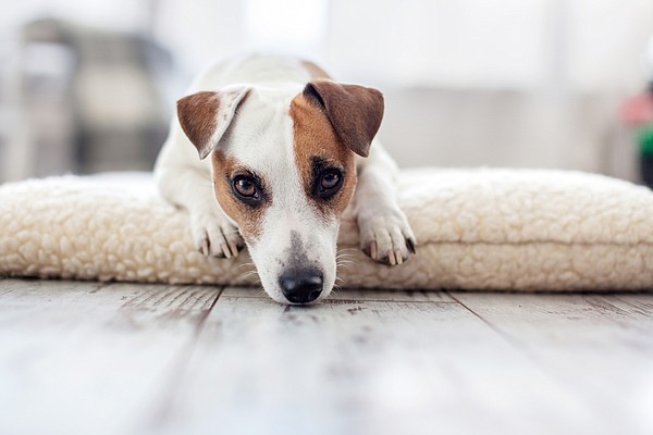 How to handle pet's separation anxiety - Vimarsana News