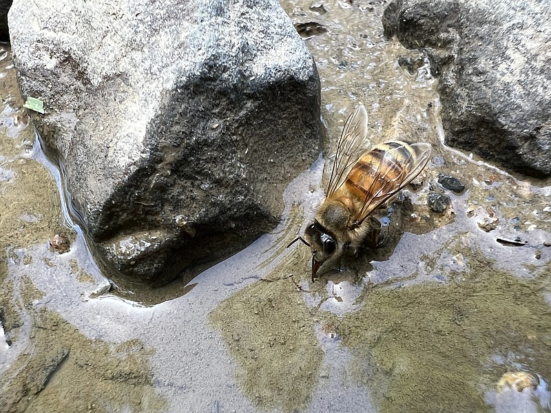 A bee sips water from a puddle at the Arkansas 4-H Center on a hot spring day in this June photo. (Special to The Commercial/Mary Hightower/University of Arkansas System Division of Agriculture)