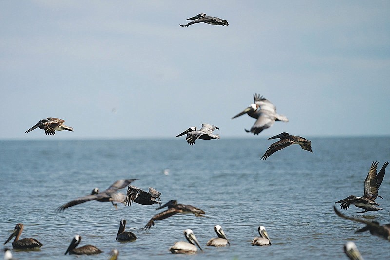 Brown pelicans fly May 17 along the shore of Raccoon Island, a Gulf of Mexico barrier island that is a nesting ground for brown pelicans, terns, seagulls and other birds, in Chauvin, La. (AP/Gerald Herbert)