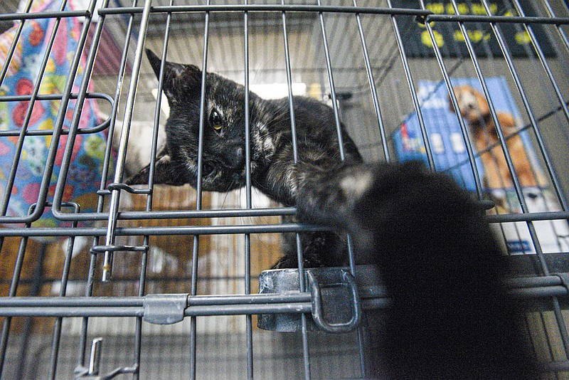 Chicago, a cat available for adoption, reaches out from its crate on Thursday, July 28, 2022, at the Fort Smith Animal Haven in Fort Smith. At this weekâ€™s City of Fort Smith Board of Directors meeting, representatives from the Animal Haven discussed their operations and how the facility is too overcrowded to take in stray animals. Visit nwaonline.com/220731Daily/ for today's photo gallery.
(NWA Democrat-Gazette/Hank Layton)