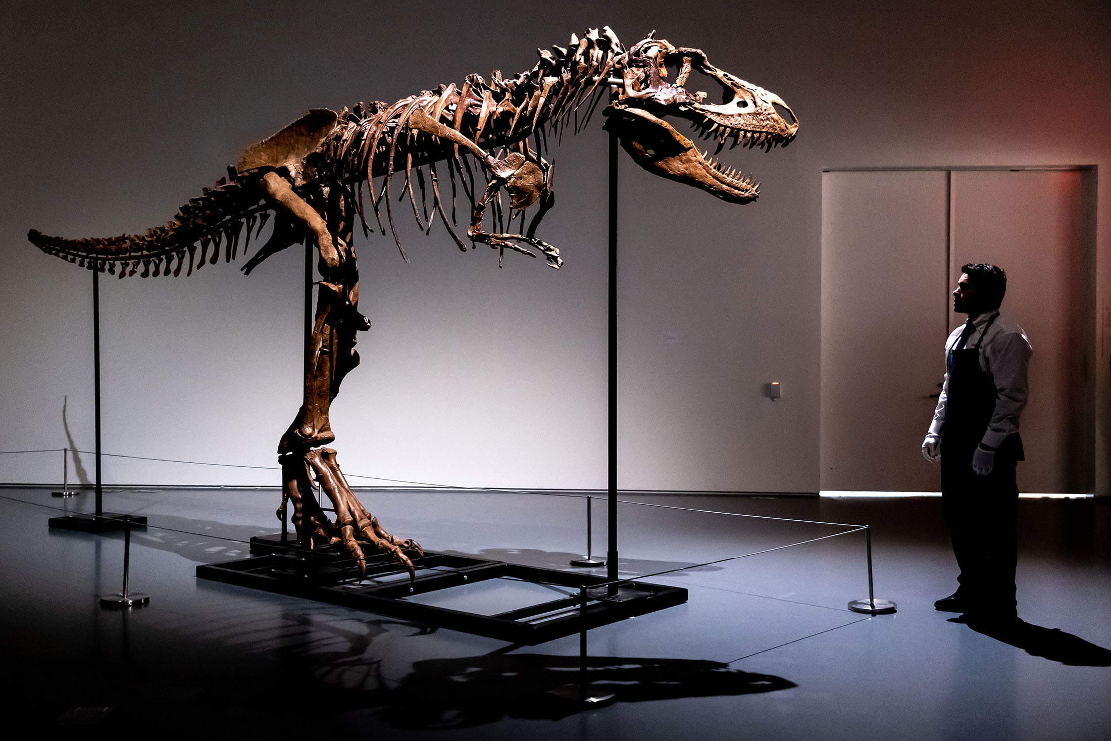 $6.1M fossil sale riles researchers - Vimarsana News