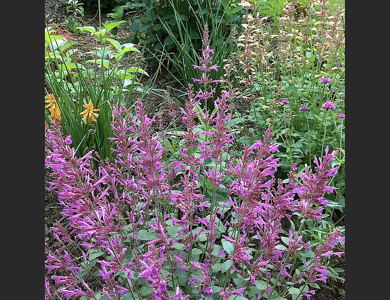 In early May, Meant to Bee Royal Raspberry, and Meant to Bee Queen Nectarine agastache are already putting on a tremendous show. Both will debut in 2023. (TNS/Norman Winter)