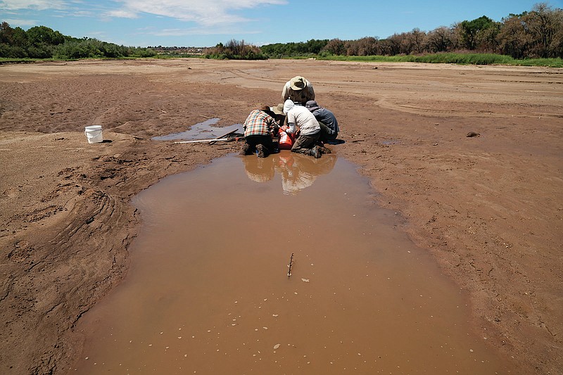 A race to save fish as Rio Grande dries, even in Albuquerque