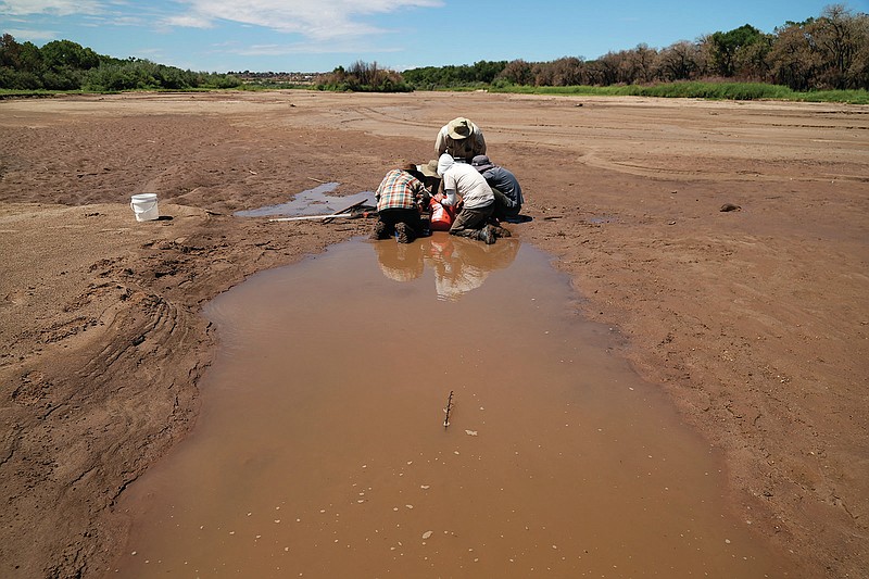 Fish biologists work to rescue the endangered Rio Grande silvery minnows from pools of water July 26 in the dry Rio Grande riverbed in Albuquerque, N.M. (AP/Brittany Peterson)