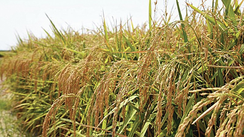 Campos de cultivo de arroz. Foto: Departamento de Agricultura de la Universidad de Arkansas