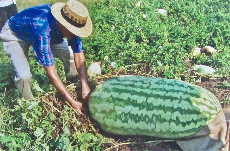 Lloyd Bright shows off a 268-pound Hempstead County melon he grew in 2005. (Special to the Democrat-Gazette/Marcia Schnedler)