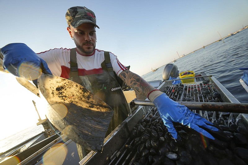 Fisherman Francesco Zago works cleaning clams on a boat in Pila, Italy, on the Adriatic Sea which the Po River feeds into, early Friday, July 29, 2022. Drought and unusually hot weather have raised the salinity levels in Italy's largest delta, and it's killing rice fields along with the shellfish that are a key ingredient in one of Italy's culinary specialties. (AP Photo/Luca Bruno)
