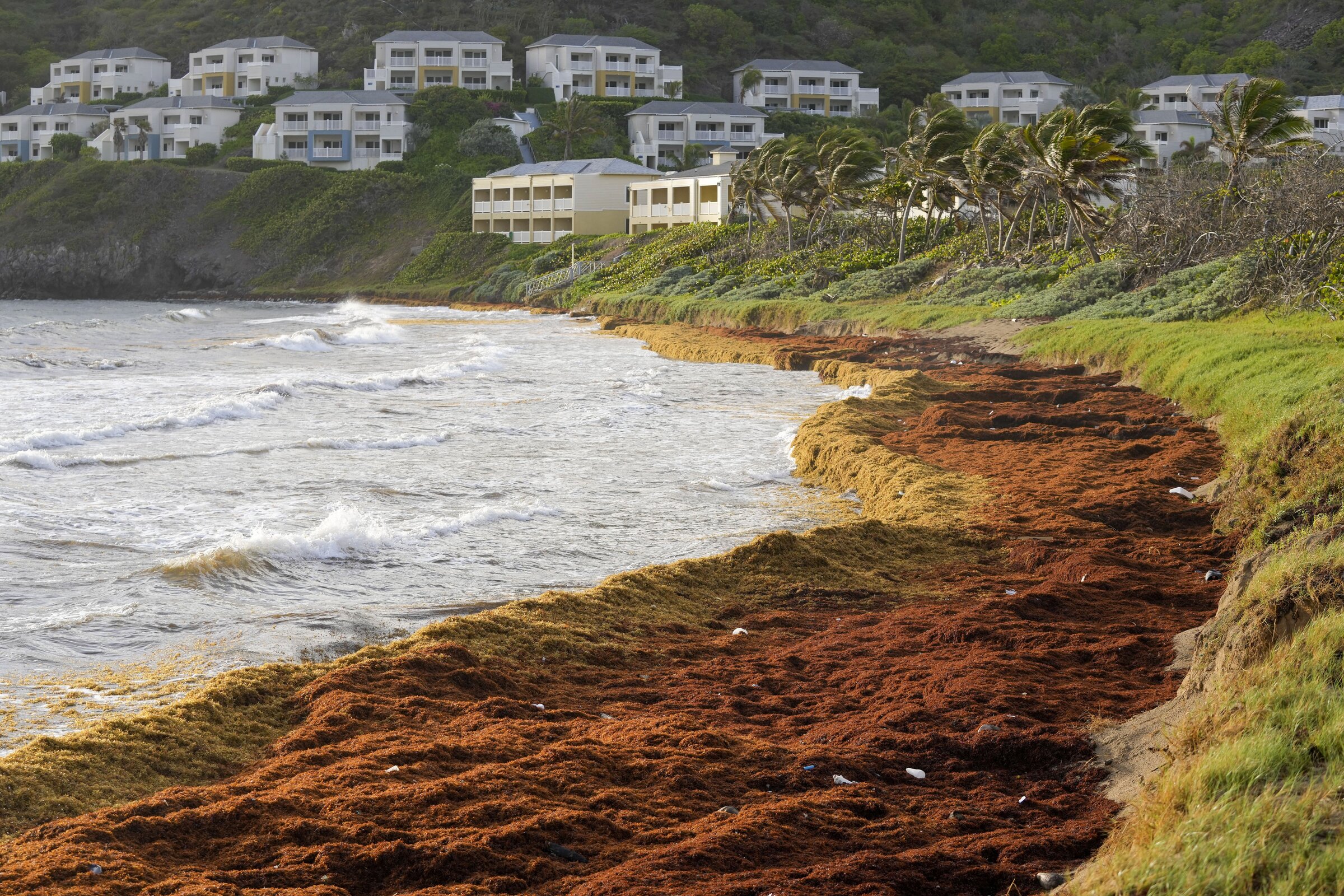 Seaweed a Caribbean scourge - Vimarsana News