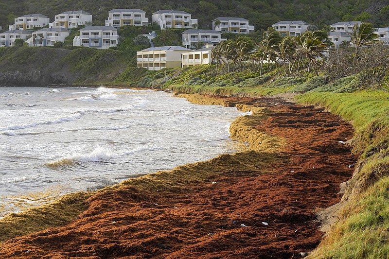 Seaweed covers the Atlantic shore in Frigate Bay, St. Kitts and Nevis, Wednesday, Aug. 3, 2022. A record amount of seaweed is smothering Caribbean coasts from Puerto Rico to Barbados as tons of brown algae kill wildlife, choke the tourism industry and release toxic gases, according to the University of South Florida's Optical Oceanography Lab. (AP Photo/Ricardo Mazalan)