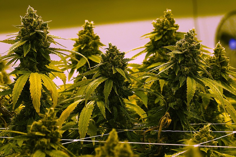 A cannibis plant that is close to harvest in a grow room at the Greenleaf Medical Cannabis facility in Richmond, Va., Thursday, June 17, 2021. (AP Photo/Steve Helber/FILE)