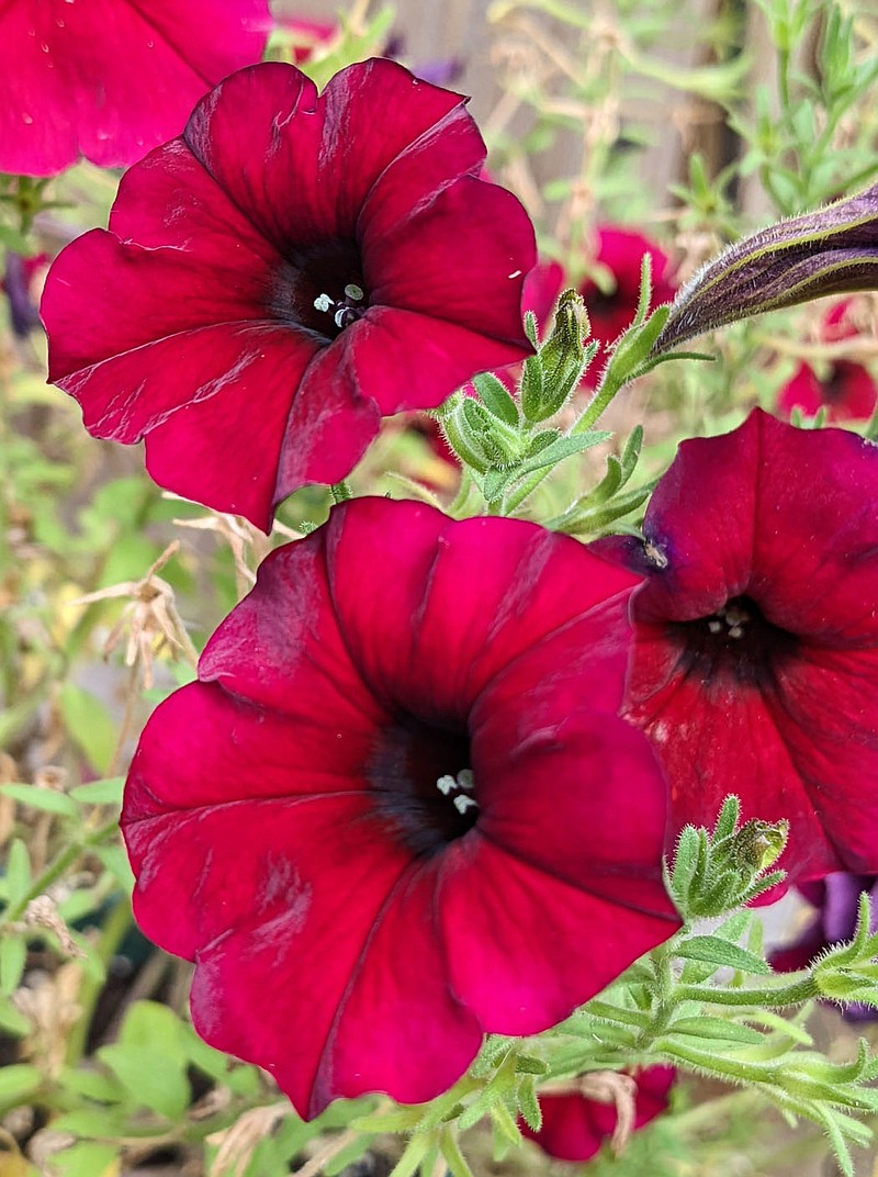 Westside Eagle Observer/RANDY MOLL
In spite of the high temperatures, with a little water, petunias are resilient and produce brilliant backyard colors.