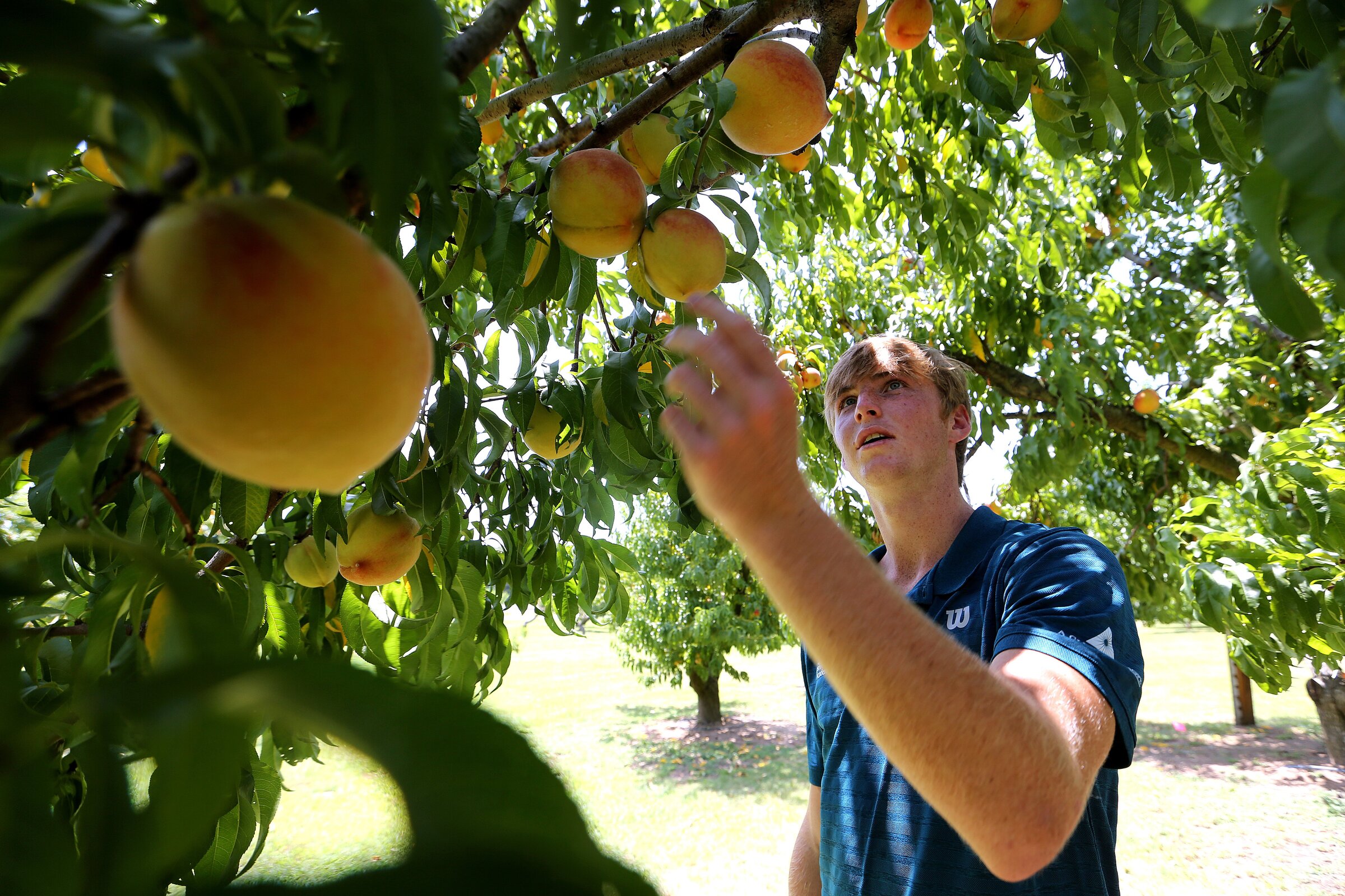 High heat and heavy rain causing delayed harvests for Arkansas' watermelon and peach farmers - Vimarsana News