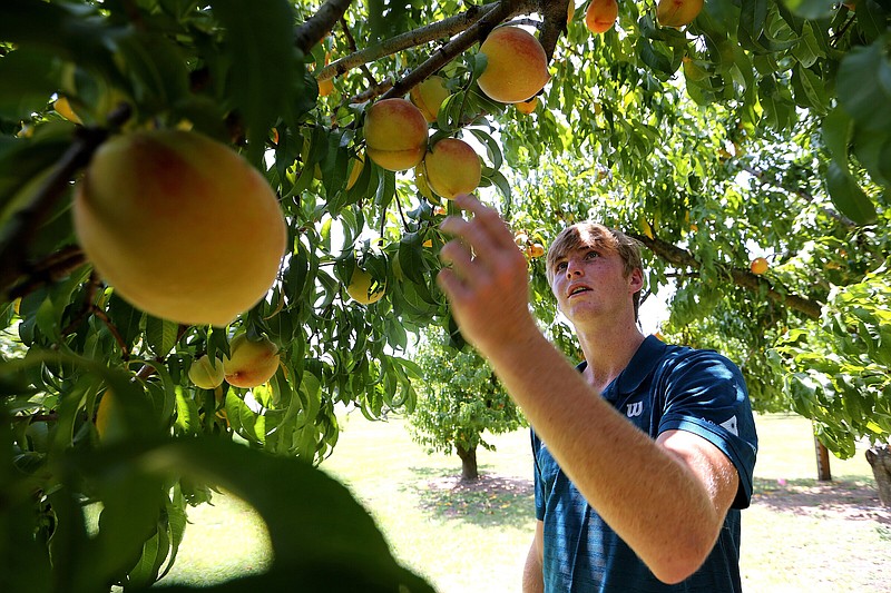 Brendan Boland of Little Rock picks peaches on Tuesday, July 19, 2022, at Faulkner Lake Orchard in North Little Rock. The orchard will hold its annual Peach Fest on Saturday, from 11a.m.-2p.m.
(Arkansas Democrat-Gazette/Thomas Metthe)