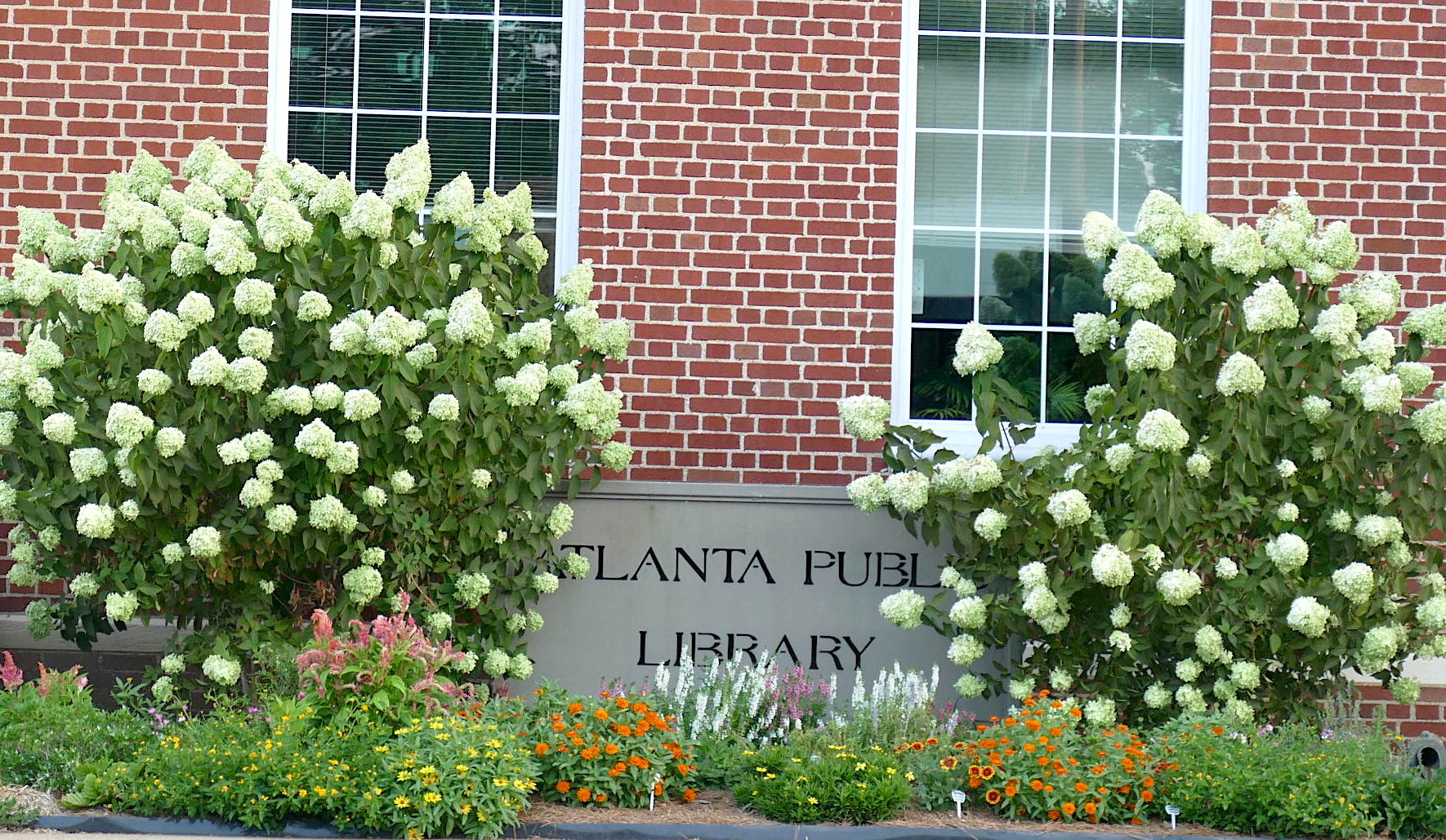 Heat can't stop the flowers in Cass County