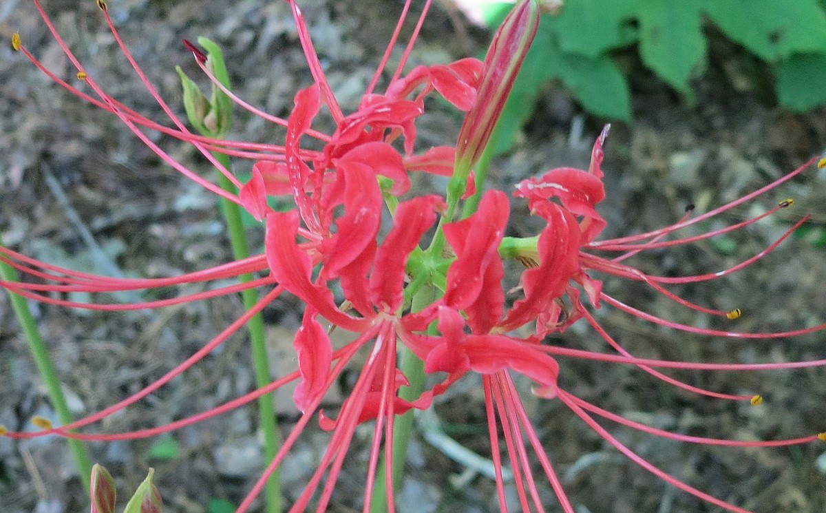 IN THE GARDEN: If spider lilies are showing foliage, blooms likely to  follow  after some time | The Arkansas Democrat-Gazette - Arkansas' Best  News Source