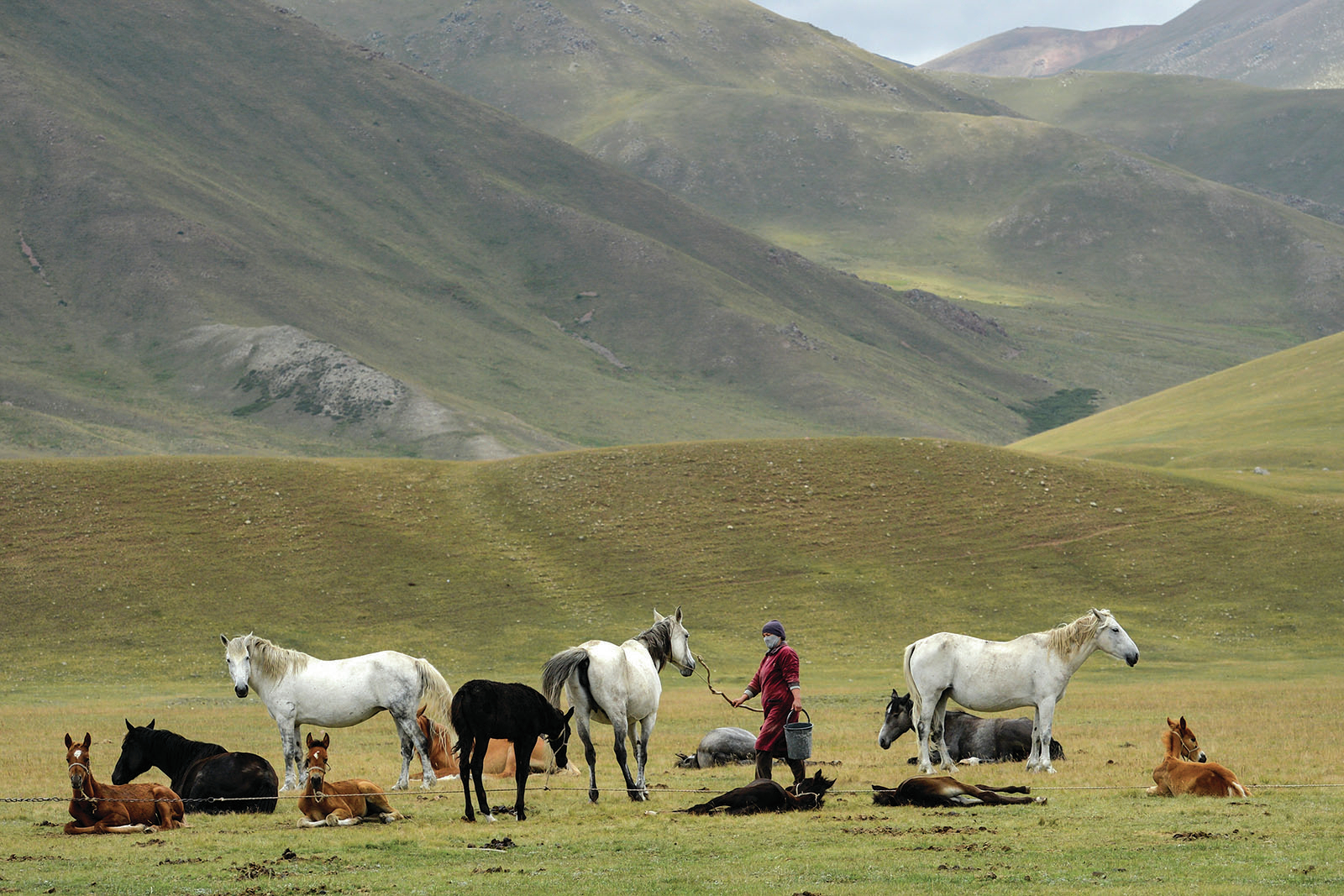 Fermented horse milk season on in Kyrgyzstan Northwest Arkansas