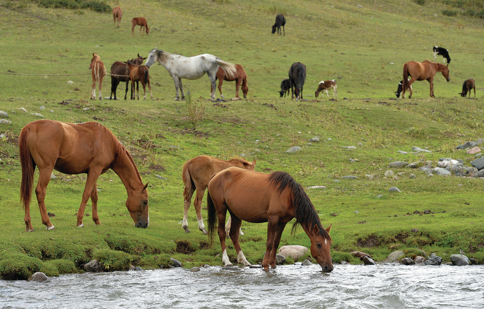 Fermented horse milk season on in Kyrgyzstan Northwest Arkansas
