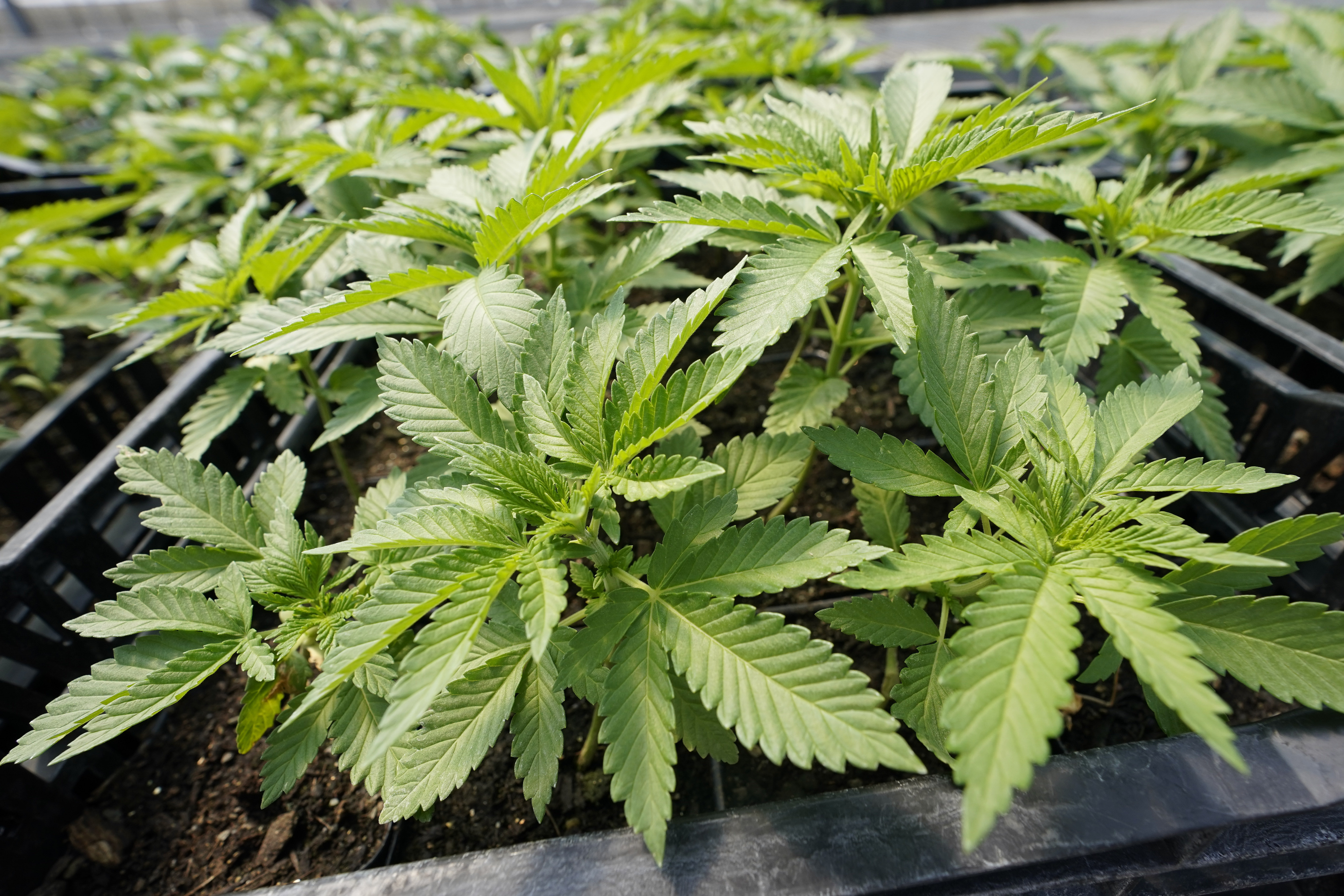 Arkansas attorney general files brief to intervene in lawsuit over recreational marijuana amendment ballot exclusion - Vimarsana News