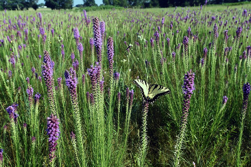Flip Putthoff/NWA Democrat-Gazette A butterfly rests in a stand of blazing star wildflowers in July at Chesney Prairie Natural Area in Siloam Springs.