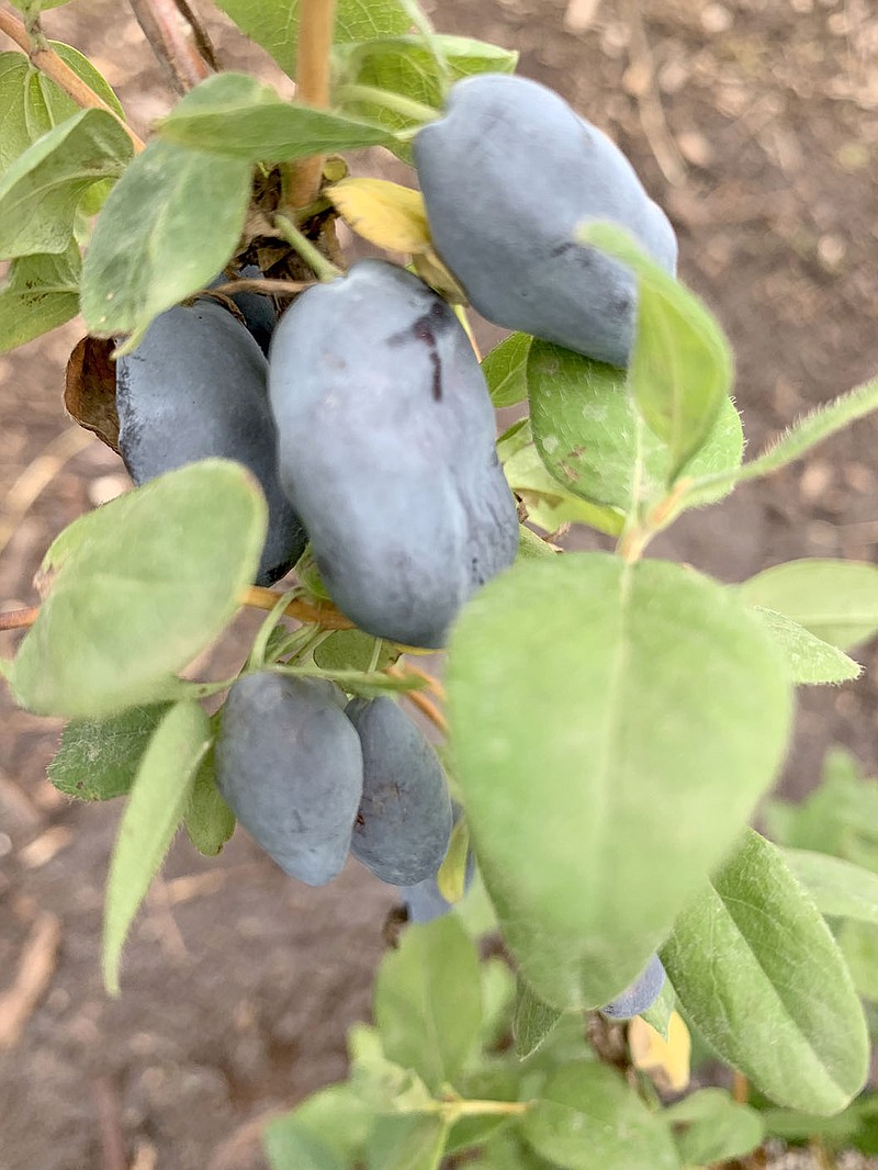 Berries Unlimited Announces New Honeyberry Washington County