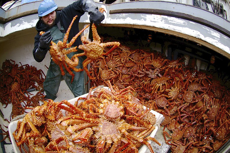 Steve Waddle places golden king crab into a tote in the hold of the F/V Angjenl while unloading Thursday, March 1, 2007, at Petersburg, Alaska. (AP Photo/Klas Stolpe, File)