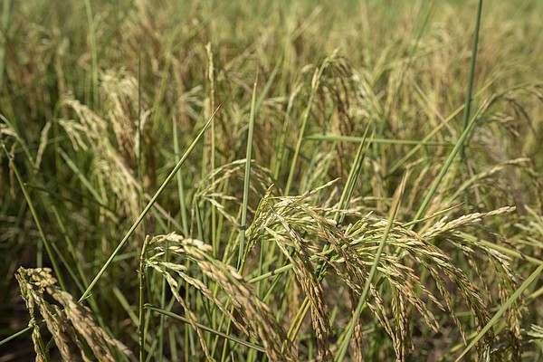 China drought forces dire measures - Vimarsana News