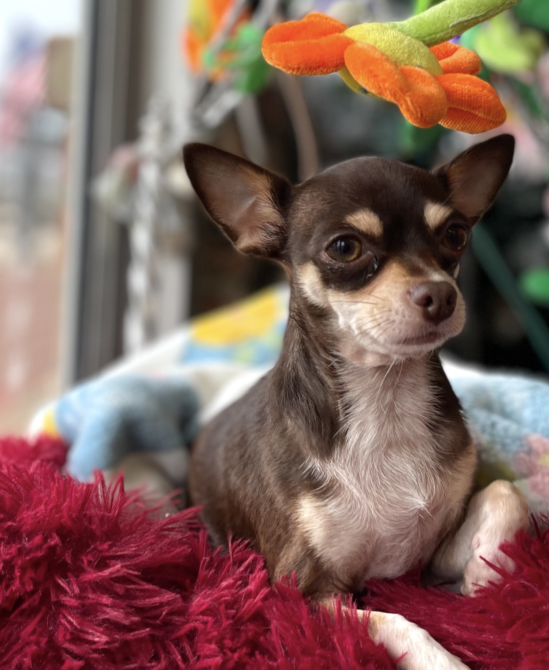 At this Atlanta business, Imani the shop dog is king - Vimarsana News