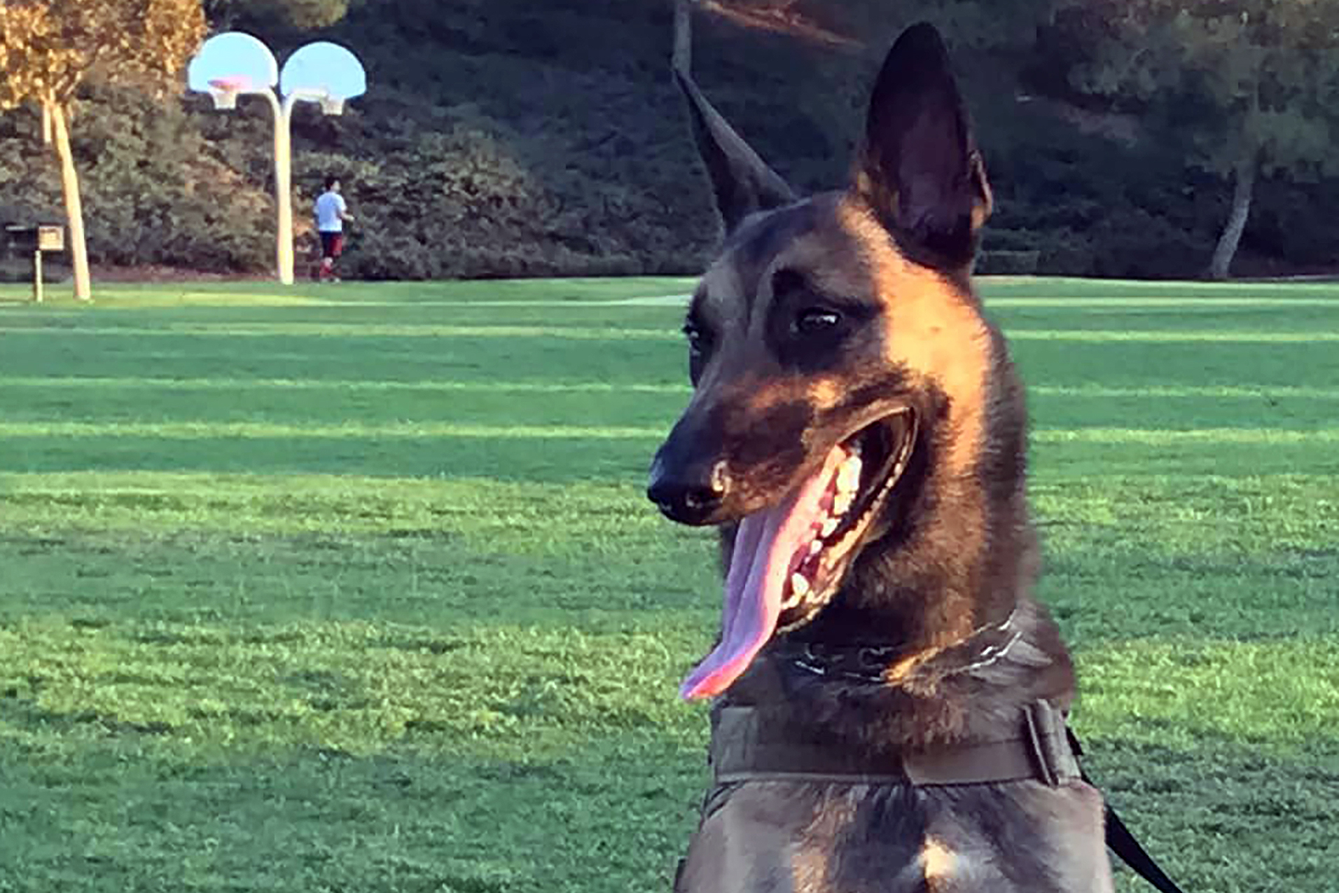 Hunter Held Hostage? | Retired police dog lost in transport; finder allegedly asks for ransom - Vimarsana News