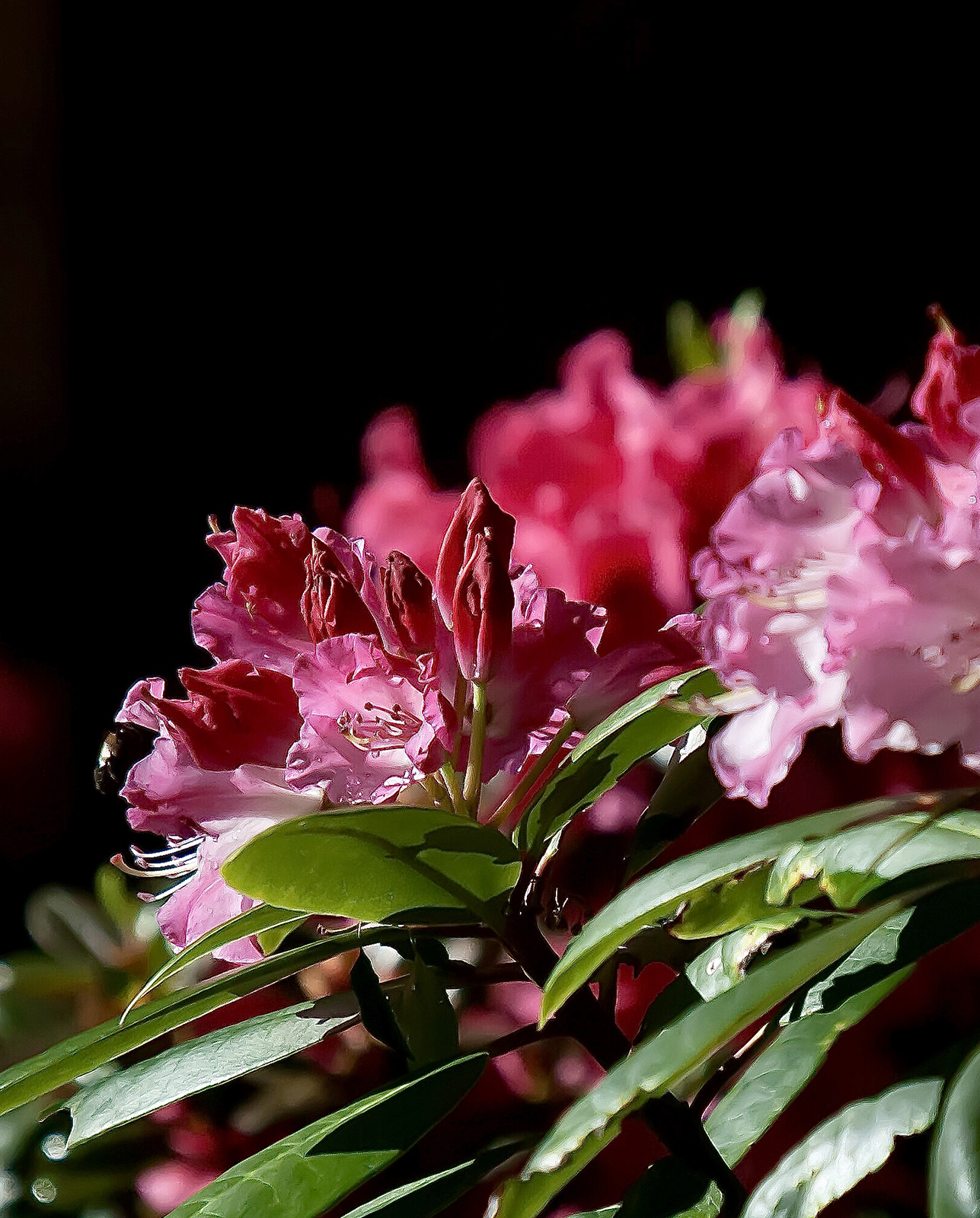 On Gardening: Dandy Man Color Wheel wins a Rhododendron of the Year ...