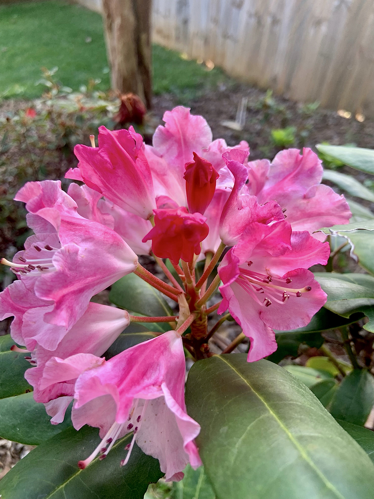 On Gardening: Dandy Man Color Wheel wins a Rhododendron of the Year ...