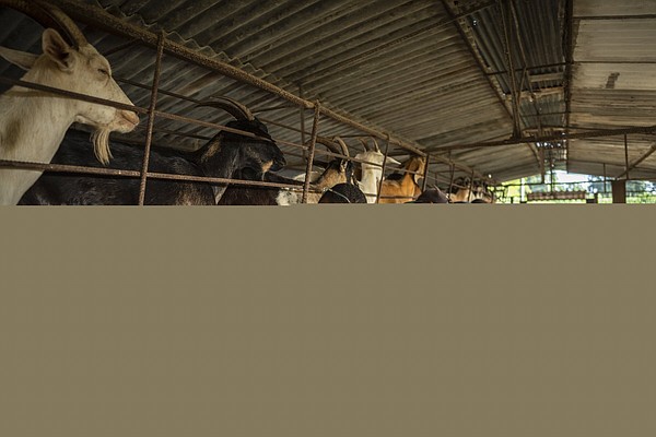 Cuban farmers still struggle despite recent reforms - Vimarsana News