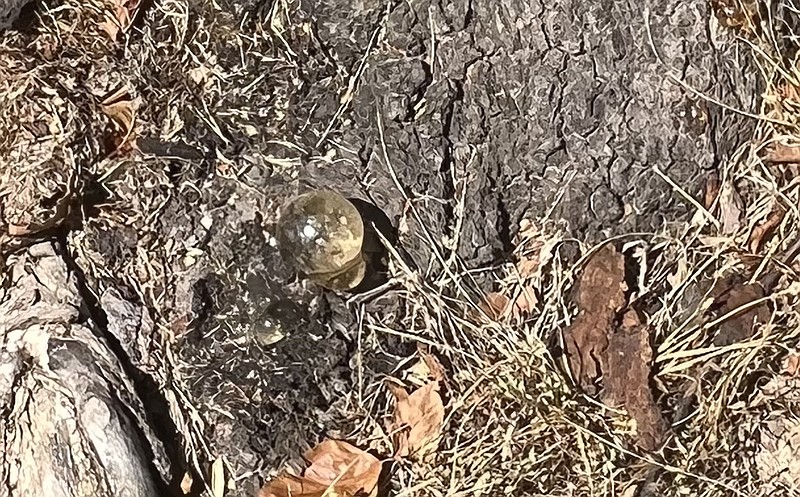 The ball of hardened sap emerging from this cherry tree looks like gummosis, a protective response to a boring insect. (Special to the Democrat-Gazette)