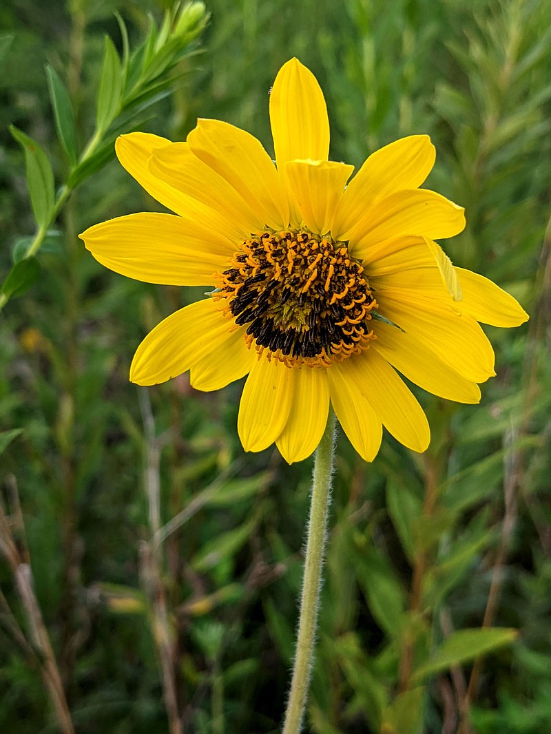 Westside Eagle Observer/RANDY MOLL
Wild sunflowers adorn the fields and woodlands of the area as summer comes to a close.