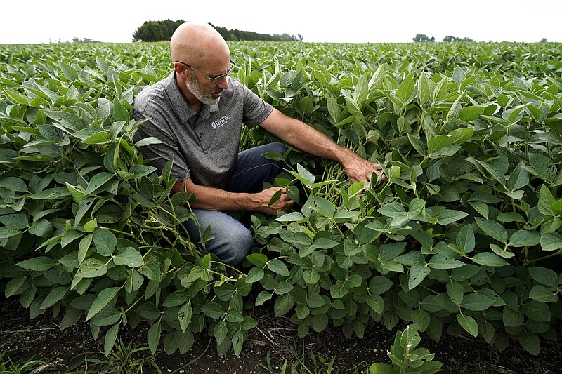 Jeff O'Connor checks soybeans at his farm, Thursday, Aug. 4, 2022, in Kankakee, Ill. A US Department of Agriculture move to change crop insurance rules to encourage farmers to grow two crops in a single year instead of one. Usually this means planting winter wheat in the fall, harvesting in May or June and then planting soybeans. The USDA is making it easier to obtain insurance, lessening the risk to farmers who make this choice.(AP Photo/Nam Y. Huh)