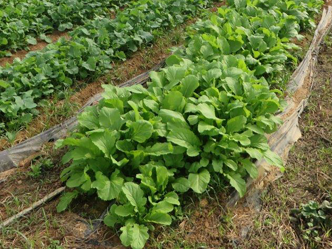 Expert: Late summer best for sowing greens in southeast Arkansas