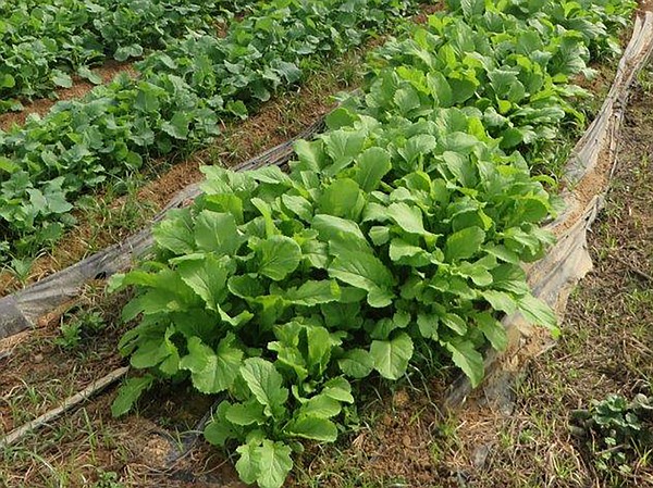 Expert: Late summer best for sowing greens - Vimarsana News