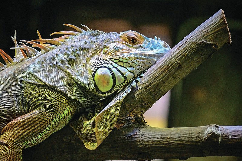 Box of reptiles mailed to the wrong address in New York | Texarkana Gazette