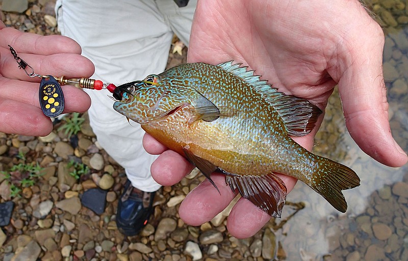 Flip Putthoff/NWA Democrat-Gazette Sunfish are also eager to bite the Mepps spinners Bodishbaugh likes to use.