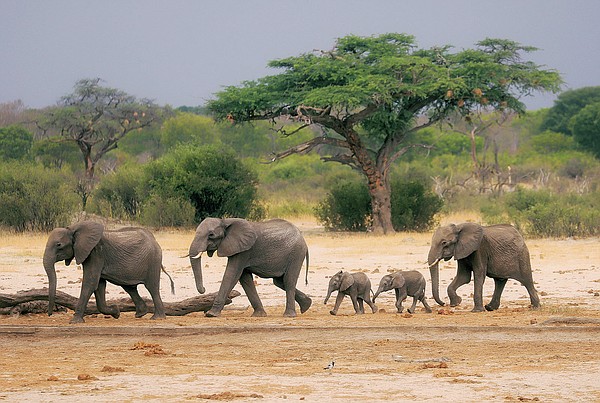 Zimbabwe moves 2,500 wild animals due to climate change - Vimarsana News