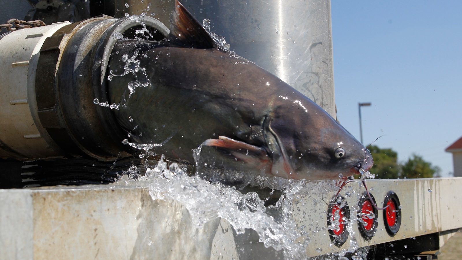 Big blue catfish donated to ponds
