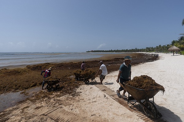 Seaweed stinks up beaches of Mexico - Vimarsana News