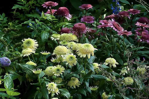 Double Coded echinacea create great combinations - Vimarsana News